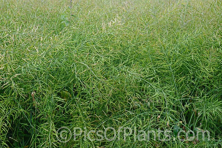 The mature seedpods of Rapeseed or Canola (<i>Brassica napus</i>). Rapeseed is cultivated as a winter cover crop and fodder plant but is now grown mainly for its edible seed oils. <i>Brassica napus</i> is similar to some cultivars of <i>Brassica rapa</i> but can most easily be distinguished by its spring to early summer-flowering habit, while <i>Brassica rapa</i> is mainly summer flowering. Order: Brassicales, Family: Brassicaceae