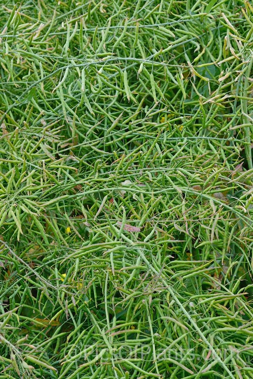 The mature seedpods of Rapeseed or Canola (<i>Brassica napus</i>). Rapeseed is cultivated as a winter cover crop and fodder plant but is now grown mainly for its edible seed oils. <i>Brassica napus</i> is similar to some cultivars of <i>Brassica rapa</i> but can most easily be distinguished by its spring to early summer-flowering habit, while <i>Brassica rapa</i> is mainly summer flowering. Order: Brassicales, Family: Brassicaceae