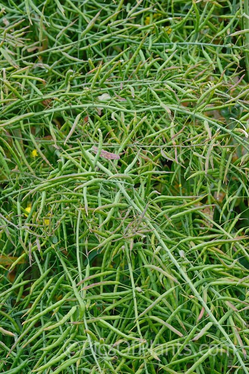 The mature seedpods of Rapeseed or Canola (<i>Brassica napus</i>). Rapeseed is cultivated as a winter cover crop and fodder plant but is now grown mainly for its edible seed oils. <i>Brassica napus</i> is similar to some cultivars of <i>Brassica rapa</i> but can most easily be distinguished by its spring to early summer-flowering habit, while <i>Brassica rapa</i> is mainly summer flowering. Order: Brassicales, Family: Brassicaceae