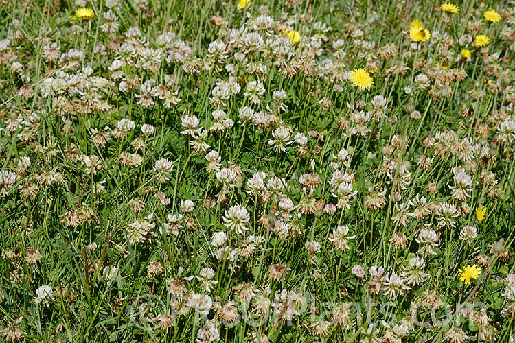 White Clover (<i>Trifolium repens</i>), a European species widely grown in pastures as fodder, for its nitrogen fixing properties and for honey production. Order: Fabales, Family: Fabaceae