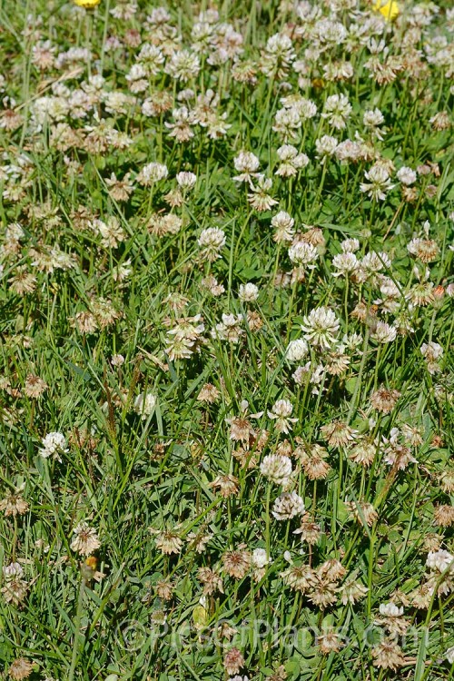White Clover (<i>Trifolium repens</i>), a European species widely grown in pastures as fodder, for its nitrogen fixing properties and for honey production. Order: Fabales, Family: Fabaceae