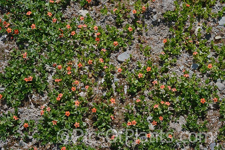 Scarlet Pimpernel (<i>Anagallis arvensis</i>), a small annual, biennial or short-lived perennial that usually appears as a weed in crops, pastures or lawns. Originally native to Europe, though now widespread throughout the temperate zones. Order: Ericales, Family: Primulaceae