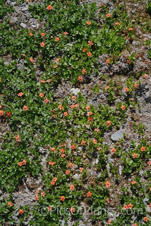 Scarlet Pimpernel (<i>Anagallis arvensis</i>), a small annual, biennial or short-lived perennial that usually appears as a weed in crops, pastures or lawns. Originally native to Europe, though now widespread throughout the temperate zones. Order: Ericales, Family: Primulaceae