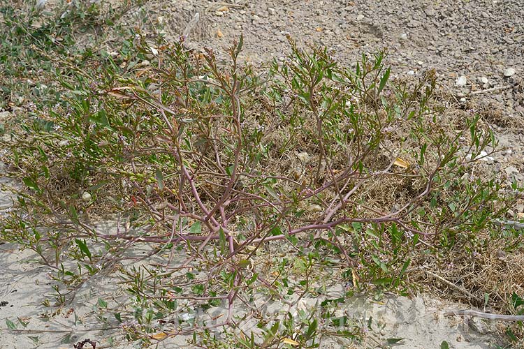 American Sea Rocket (<i>Cakile edentula</i>), an annual (biennial in mild climates</i>) found in coastal regions. It has a large taproot that enables it to remain anchored in unstable coastal sand or gravel, toothed fleshy leaves and small purple flowers that are followed by beadlike seed capsules. Sea Rocket is native to North America but has become established in many other areas and is often considered a weed. Order: Brassicales, Family: Brassicaceae