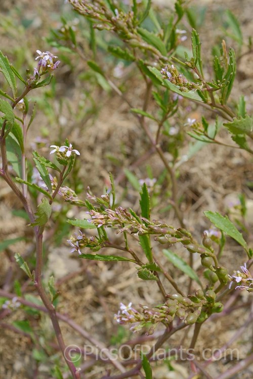 American Sea Rocket (<i>Cakile edentula</i>), an annual (biennial in mild climates</i>) found in coastal regions. It has a large taproot that enables it to remain anchored in unstable coastal sand or gravel, toothed fleshy leaves and small purple flowers that are followed by beadlike seed capsules. Sea Rocket is native to North America but has become established in many other areas and is often considered a weed. Order: Brassicales, Family: Brassicaceae