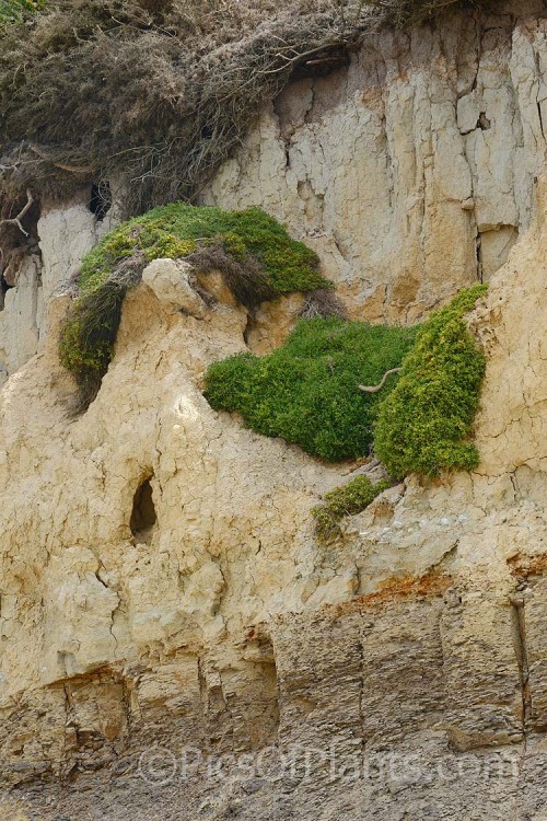 Spear Saltbush or Common Orache (<i>Atriplex patula</i>), a scrambling perennial that is widespread in the temperate to subtropical regions, particularly in coastal areas. It can behave as a groundcover, but where possible it will grow through other plants. Order: Caryophyllales, Family: Amaranthaceae