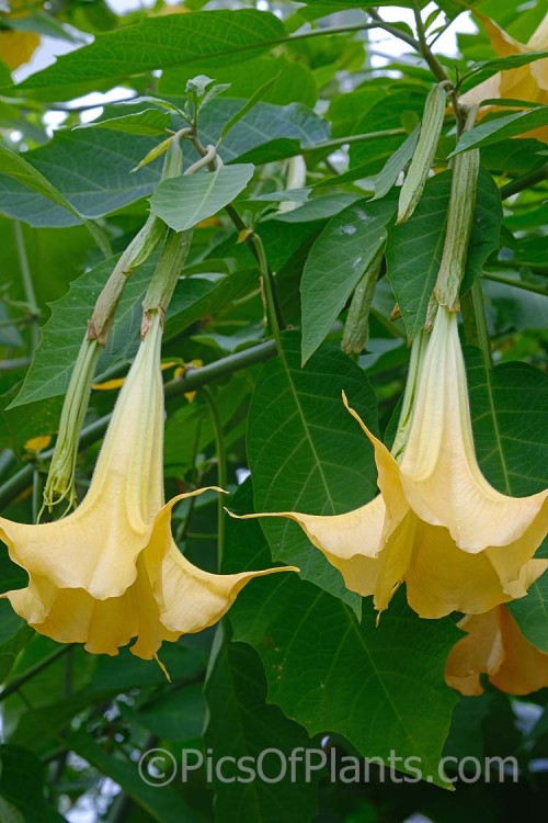 Golden Angels' Trumpet (<i>Brugmansia aurea</i>), an evergreen, long-flowering shrub native to Ecuador. Despite the common and scientific names, the flowers are more of a deep primrose yellow than gold. In the wild it can grow to 9m tall, but 3m is more common in cultivation. Because it occurs naturally it reasonably high altitudes, it is more cold-resistant than many of the other very large-flowered brugmansias. As with many species in this genus and Datura, all parts of the plant have alkaloids that have a narcotic effect, though they can also be very toxic. Order: Solanales, Family: Solanaceae