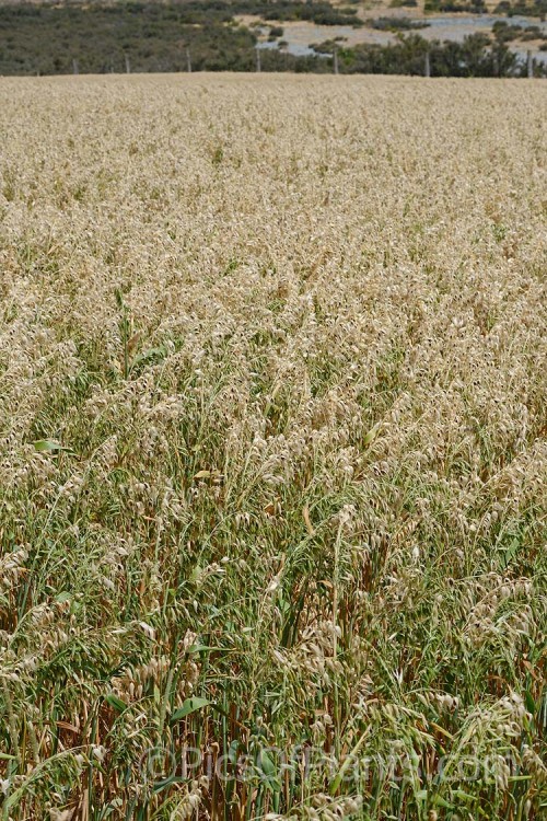 Naked Oats or Hull-less Oats (<i>Avena nuda</i>), a Chinese grass that differs from the commonly grown Eurasian species, Avena sativa, in that its seed are held less tightly in their hulls and the plants are considerably more robust. It is popular in China and is sometimes cultivated for horse oats elsewhere. While it is larger and easier to process, it takes longer to mature and not as well adapted to mechanical harvesting. Order: Poales, Family: Poaceae