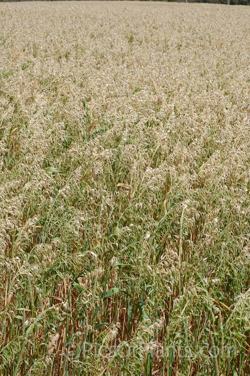 Naked Oats or Hull-less Oats (<i>Avena nuda</i>), a Chinese grass that differs from the commonly grown Eurasian species, Avena sativa, in that its seed are held less tightly in their hulls and the plants are considerably more robust. It is popular in China and is sometimes cultivated for horse oats elsewhere. While it is larger and easier to process, it takes longer to mature and not as well adapted to mechanical harvesting. Order: Poales, Family: Poaceae