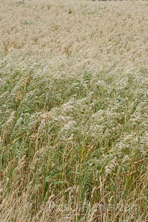 Naked Oats or Hull-less Oats (<i>Avena nuda</i>), a Chinese grass that differs from the commonly grown Eurasian species, Avena sativa, in that its seed are held less tightly in their hulls and the plants are considerably more robust. It is popular in China and is sometimes cultivated for horse oats elsewhere. While it is larger and easier to process, it takes longer to mature and not as well adapted to mechanical harvesting. Order: Poales, Family: Poaceae