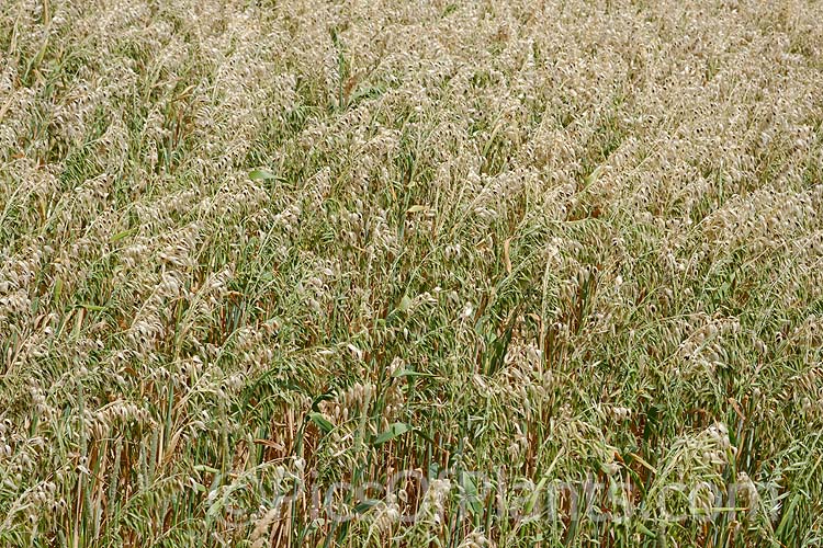 Naked Oats or Hull-less Oats (<i>Avena nuda</i>), a Chinese grass that differs from the commonly grown Eurasian species, Avena sativa, in that its seed are held less tightly in their hulls and the plants are considerably more robust. It is popular in China and is sometimes cultivated for horse oats elsewhere. While it is larger and easier to process, it takes longer to mature and not as well adapted to mechanical harvesting. Order: Poales, Family: Poaceae