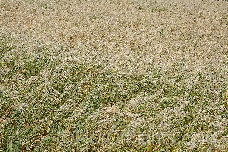 Naked Oats or Hull-less Oats (<i>Avena nuda</i>), a Chinese grass that differs from the commonly grown Eurasian species, Avena sativa, in that its seed are held less tightly in their hulls and the plants are considerably more robust. It is popular in China and is sometimes cultivated for horse oats elsewhere. While it is larger and easier to process, it takes longer to mature and not as well adapted to mechanical harvesting. Order: Poales, Family: Poaceae