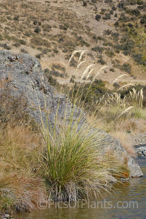 Toe Toe (<i>Austroderia richardii</i> [syn. <i>Cortaderia richardii</i>]), a 2-3m tall grass native to New Zealand. It is superficially similar to the South American pampas grass (<i>Cortaderia selloana</i>) but has narrower leaves and less densely packed flower plumes. Order: Poales, Family: Poaceae