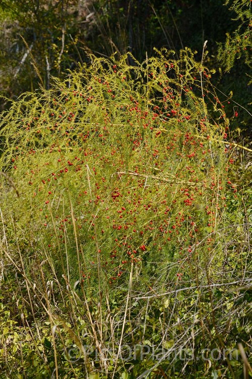 Climbing Asparagus Fern (<i>Asparagus setaceus</i> [syns. <i>Asparagus plumosus</i>, <i>Protoasparagus plumosus</i>]) with mature fruit. This scrambling, evergreen, rhizomatous perennial is often grown as a house plant. Native to South Africa's Western Cape, it can be invasive and is considered a weed in many areas, most notably much of Australia. Order: Asparagales, Family: Asparagaceae