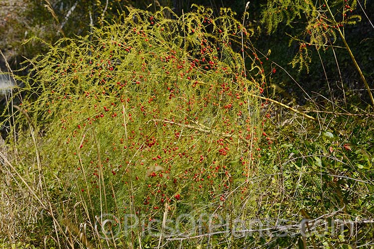 Climbing Asparagus Fern (<i>Asparagus setaceus</i> [syns. <i>Asparagus plumosus</i>, <i>Protoasparagus plumosus</i>]) with mature fruit. This scrambling, evergreen, rhizomatous perennial is often grown as a house plant. Native to South Africa's Western Cape, it can be invasive and is considered a weed in many areas, most notably much of Australia. Order: Asparagales, Family: Asparagaceae