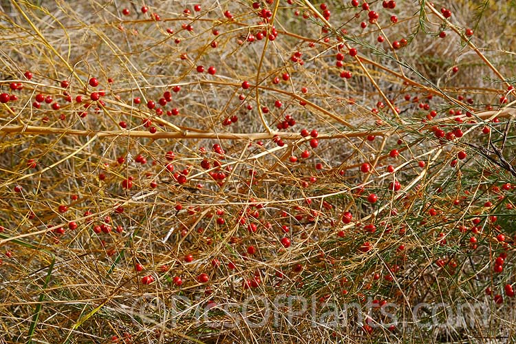 Climbing Asparagus Fern (<i>Asparagus setaceus</i> [syns. <i>Asparagus plumosus</i>, <i>Protoasparagus plumosus</i>]) with mature fruit. This scrambling, evergreen, rhizomatous perennial is often grown as a house plant. Native to South Africa's Western Cape, it can be invasive and is considered a weed in many areas, most notably much of Australia. Order: Asparagales, Family: Asparagaceae