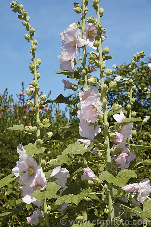 Pale pink-flowered Hollyhock (<i>Alcea rosea [syn. Althaea rosea]), a western Asian biennial or perennial to 3m tall. There are many garden forms. alcea-2169htm'>Alcea.