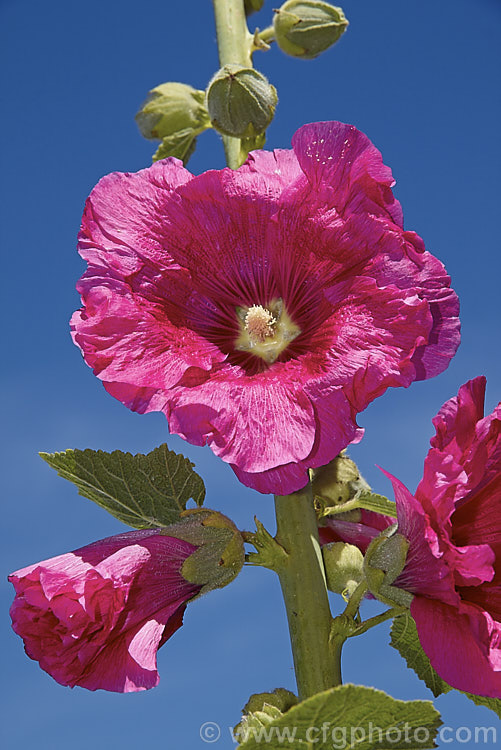 Deep pink-flowered Hollyhock (<i>Alcea rosea [syn. Althaea rosea]), a western Asian biennial or perennial to 3m tall. There are many garden forms. alcea-2169htm'>Alcea.