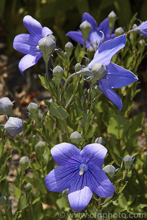 Balloon. Flower or Chinese Bellflower (<i>Platycodon grandiflorus</i>), a summer-flowering herbaceous perennial native to Japan and northeastern China. The flowers may be white, pink or various shades of blue to purple. platycodon-2743htm'>Platycodon. <a href='campanulaceae-plant-family-photoshtml'>Campanulaceae</a>.