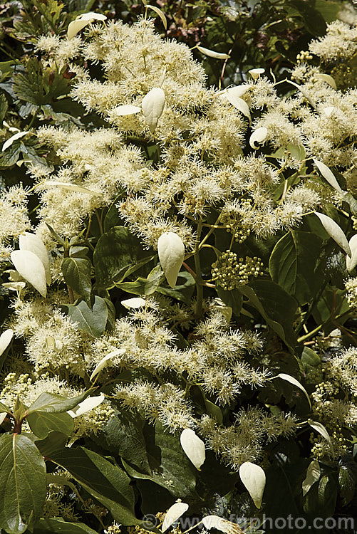 Schizophragma integrifolium, a deciduous or semi- evergreen self-clinging vine that in summer produces large heads of tiny cream flowers made more conspicuous by flag-like bracts that occur irregularly around the edge of the flowerhead. Native to central and western China, this is an extremely vigorous plant easily capable of growing to 10m high and wide. It can also be grown as a groundcover. schizophragma-3291htm'>Schizophragma. <a href='hydrangeaceae-plant-family-photoshtml'>Hydrangeaceae</a>.