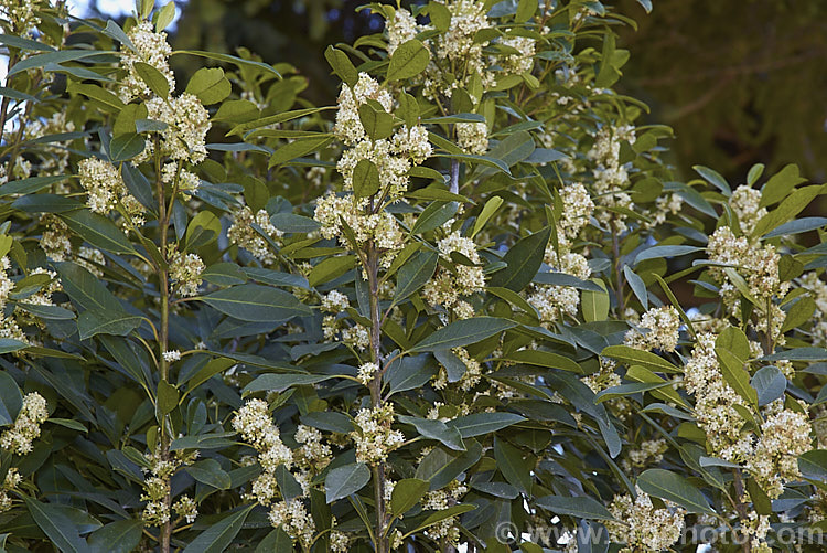 Ilex mitis photo at Pictures of Plants stock image library