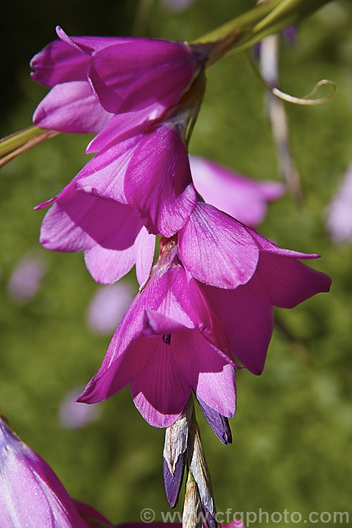 Dierama pendulum photo at Pictures of Plants stock image library