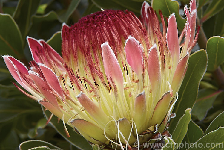 Ray-flowered Protea (<i>Protea eximia</i>), an erect 2-3m tall shrub from South Africa that in the wild occurs at fairly high altitudes. It flowers through much of the year, though usually more heavily in the warmer months.