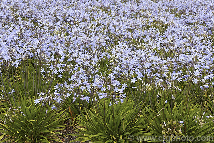 <i>Agapanthus</i> 'Peter Pan', a heavy flowering dwarf hybrid that has 50-60cm flower stems atop a 30cm high foliage clump. It blooms most heavily in late summer. Order: Asparagales, Family: Amaryllidaceae