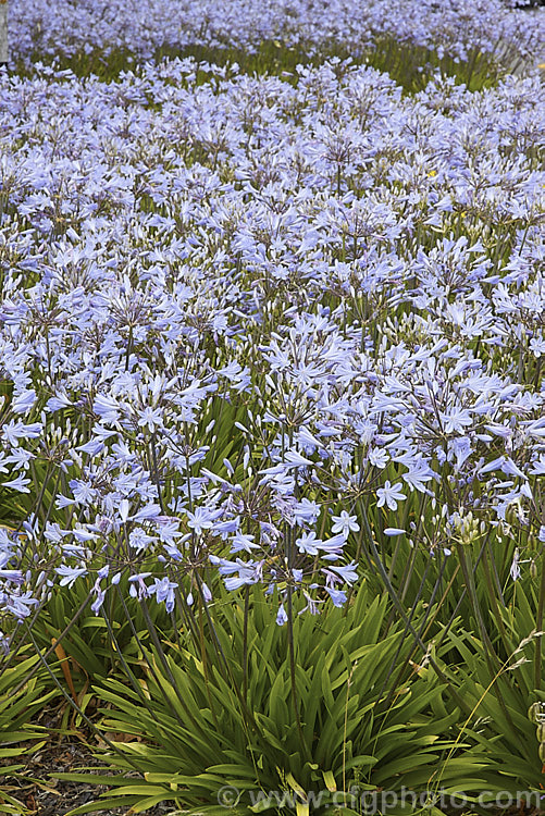 <i>Agapanthus</i> 'Peter Pan', a heavy flowering dwarf hybrid that has 50-60cm flower stems atop a 30cm high foliage clump. It blooms most heavily in late summer. Order: Asparagales, Family: Amaryllidaceae