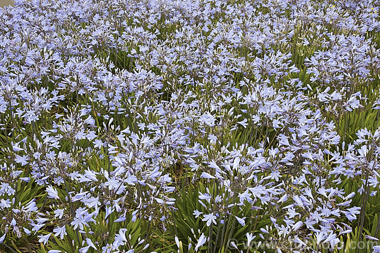 <i>Agapanthus</i> 'Peter Pan', a heavy flowering dwarf hybrid that has 50-60cm flower stems atop a 30cm high foliage clump. It blooms most heavily in late summer. Order: Asparagales, Family: Amaryllidaceae