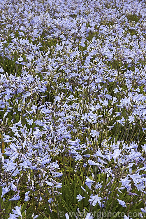 <i>Agapanthus</i> 'Peter Pan', a heavy flowering dwarf hybrid, possibly a cultivar of <i>Agapanthus orientalis</i>, that has 50-60cm flower stems atop a 30cm high foliage clump. As shown here, it is often used for massed planting in utility areas such as road islands. Order: Asparagales, Family: Amaryllidaceae