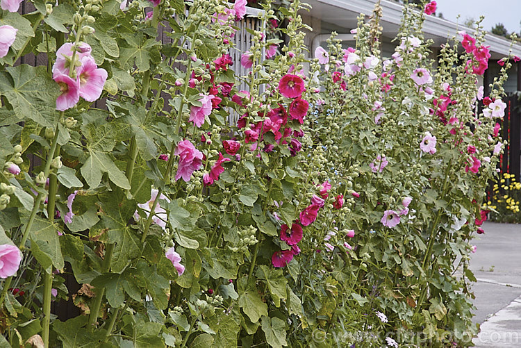 Some of the many colours of Hollyhock (<i>Alcea rosea [syn. Althaea rosea]), a widely cultivated summer-flowering western Asian biennial or perennial to 3m tall alcea-2169htm'>Alcea.