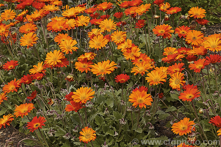 An orange-flowered cultivar of Hybrid African Daisy (<i>Arctotis x hybrida [Arctotis venusta x Arctotis fastuosa]), one of the many colour forms of these hybrids between two spring- to summer-flowering, evergreen. South African perennials. Order: Asterales, Family: Asteraceae