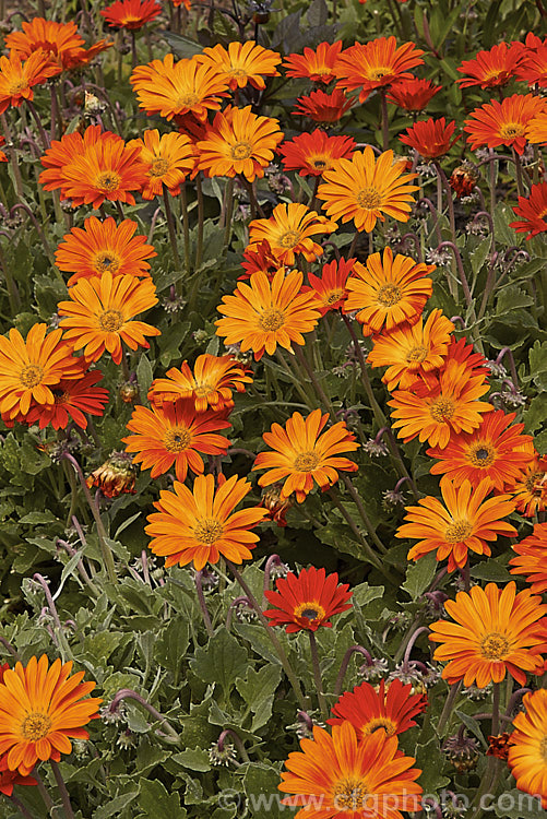 An orange-flowered cultivar of Hybrid African Daisy (<i>Arctotis x hybrida [Arctotis venusta x Arctotis fastuosa]), one of the many colour forms of these hybrids between two spring- to summer-flowering, evergreen. South African perennials. Order: Asterales, Family: Asteraceae