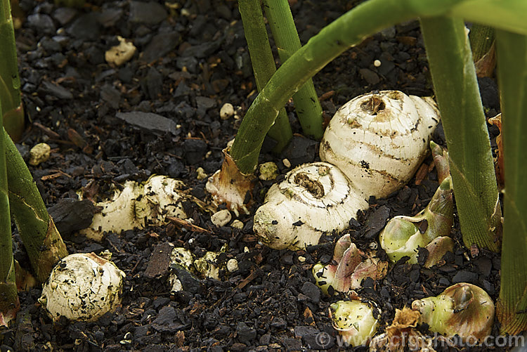 The roots and emergent stems of Ginger, Root Ginger or Stem Ginger (<i>Zingiber officinale</i>), a perennial native to tropical Asia. Its yellow-green and purple flowers are attractive, but the plant is mainly grown for its swollen rhizomes, which are spicily aromatic and pungent. The roots, which grow partly exposed, and the young stems are extensively used for flavouring food products and cooking. Order: Zingiberales, Family: Zingiberaceae