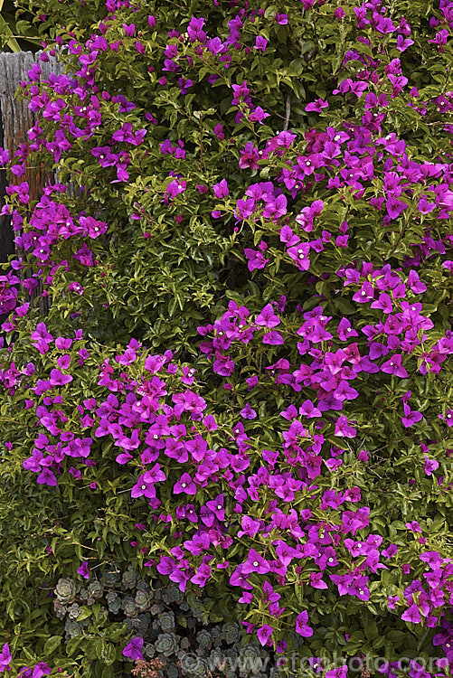 Bougainvillea glabra 'Magnifica' (syn 'Magnifica. Trailii'), this cultivar is one of the toughest and easiest bougainvilleas to cultivate. It is a summer-flowering, spiny-stemmed shrub or scrambling climber. bougainvillea-2413htm'>Bougainvillea. <a href='nyctaginaceae-plant-family-photoshtml'>Nyctaginaceae</a>.