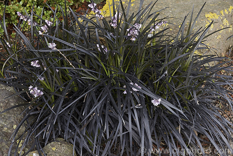 Ophiopogon planiscapus 'Nigrescens' (syns 'Arabicus', 'Black Dragon' or Black Mondo Grass</i>), a very dark, almost black-leafed, form of a grassy Japanese evergreen perennial. Blue to black berries follow the heads of small white to lilac flowers shown here. ophiopogon-2467htm'>Ophiopogon.