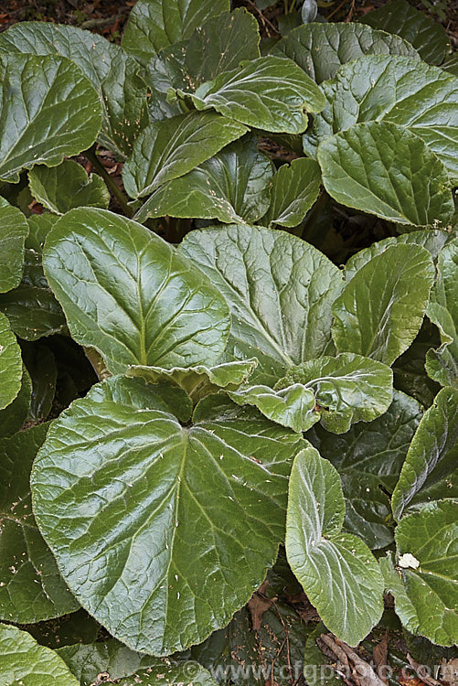 The summer foliage of Bergenia ciliata, a near-evergreen perennial found from Afghanistan to southeastern Tibet at 1800-4300m altitude. It differs from the common. Bergenia cordifolia in its large, bristly-haired leaves and lesser hardiness. bergenia-2281htm'>Bergenia. <a href='saxifragaceae-plant-family-photoshtml'>Saxifragaceae</a>.