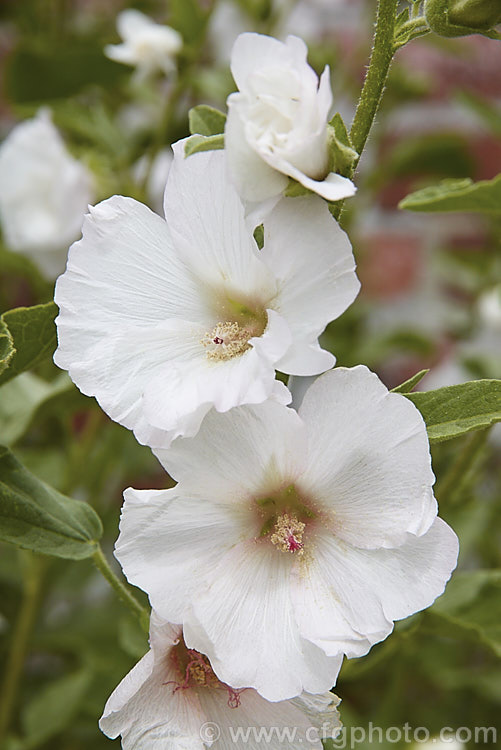 Lavatera x clementii 'Curly', formerly classified as a cultivar of Lavatera thuringiaca but now considered a hybrid between that species and Lavatera olbia, this New Zealand -raised cultivar has flowers that are similar in colour to the popular 'Barnsley', but about half its size. The plant grows to around 12m high x 1m wide. lavatera-3067htm'>Lavatera.