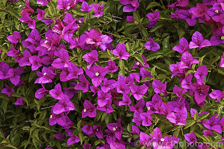 Bougainvillea glabra 'Magnifica' (syn 'Magnifica. Trailii'), this cultivar is one of the toughest and easiest bougainvilleas to cultivate. It is a summer-flowering, spiny-stemmed shrub or scrambling climber. bougainvillea-2413htm'>Bougainvillea. <a href='nyctaginaceae-plant-family-photoshtml'>Nyctaginaceae</a>.