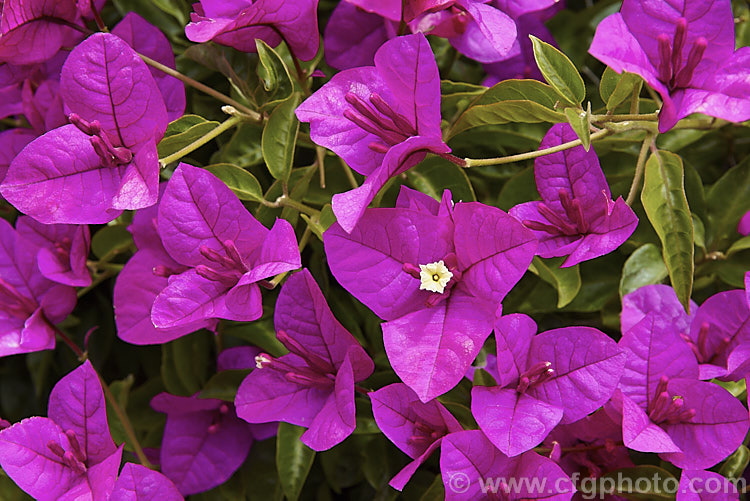 Bougainvillea glabra 'Magnifica' (syn 'Magnifica. Trailii'), this cultivar is one of the toughest and easiest bougainvilleas to cultivate. It is a summer-flowering, spiny-stemmed shrub or scrambling climber. bougainvillea-2413htm'>Bougainvillea. <a href='nyctaginaceae-plant-family-photoshtml'>Nyctaginaceae</a>.