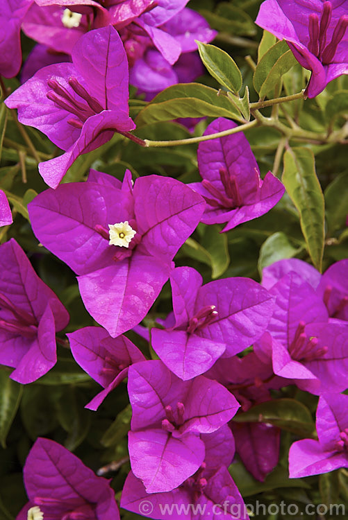 Bougainvillea glabra 'Magnifica' (syn 'Magnifica. Trailii'), this cultivar is one of the toughest and easiest bougainvilleas to cultivate. It is a summer-flowering, spiny-stemmed shrub or scrambling climber. bougainvillea-2413htm'>Bougainvillea. <a href='nyctaginaceae-plant-family-photoshtml'>Nyctaginaceae</a>.