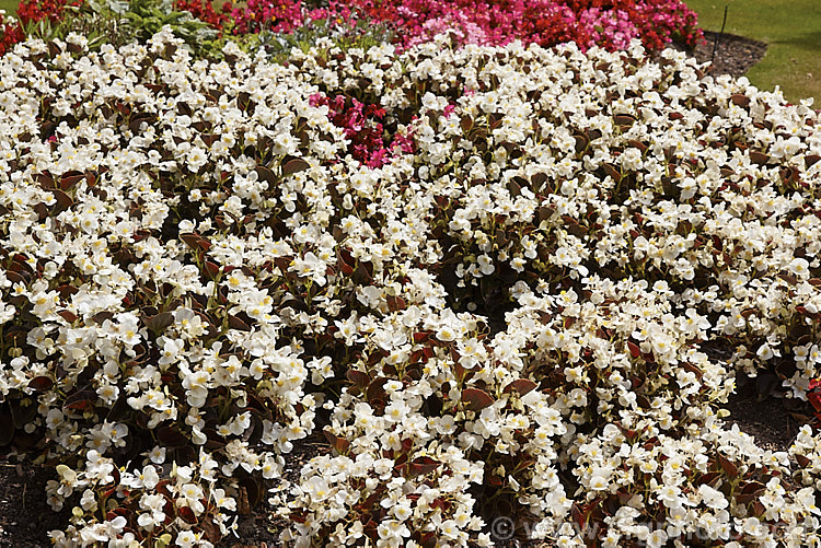 Bedding Begonias or Wax Begonias (<i>Begonia semperflorens-cultorum 'Senator' x White</i>), derived from several fibrous-rooted species, these small-flowered hybrids occur in green- and red-leaved forms and in a range of flower colours. Although perennial, they are frost-tender and are usually treated as annuals. This is the white-flowered cultivar of Sakata's bronze-leafed. Senator series, which starts to flower at the same time as their green-leafed. Ambassador series. Both ranges grow to around 30cm tall Order: Cucurbitales, Family: Begoniaceae