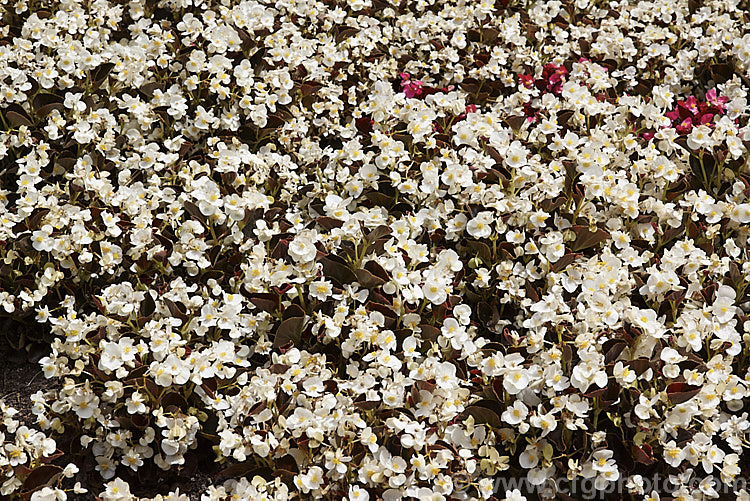 Bedding Begonias or Wax Begonias (<i>Begonia semperflorens-cultorum 'Senator' x White</i>), derived from several fibrous-rooted species, these small-flowered hybrids occur in green- and red-leaved forms and in a range of flower colours. Although perennial, they are frost-tender and are usually treated as annuals. This is the white-flowered cultivar of Sakata's bronze-leafed. Senator series, which starts to flower at the same time as their green-leafed. Ambassador series. Both ranges grow to around 30cm tall Order: Cucurbitales, Family: Begoniaceae