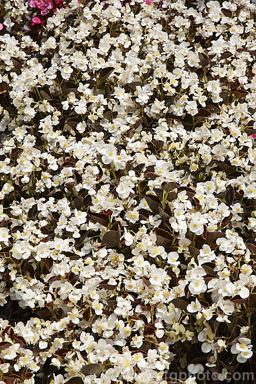 Bedding Begonias or Wax Begonias (<i>Begonia semperflorens-cultorum 'Senator' x White</i>), derived from several fibrous-rooted species, these small-flowered hybrids occur in green- and red-leaved forms and in a range of flower colours. Although perennial, they are frost-tender and are usually treated as annuals. This is the white-flowered cultivar of Sakata's bronze-leafed. Senator series, which starts to flower at the same time as their green-leafed. Ambassador series. Both ranges grow to around 30cm tall Order: Cucurbitales, Family: Begoniaceae