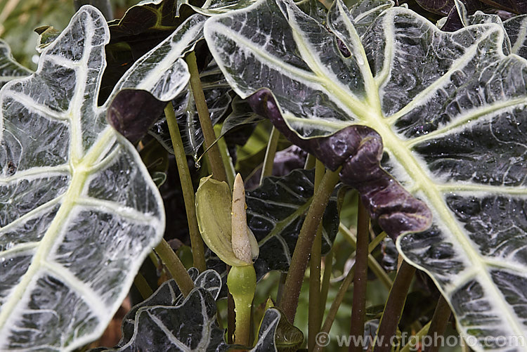 The flower and foliage of Alocasia x amazonica 'Polly', one of several cultivars of a cross between Alocasia lowii of Borneo and the Philippine species. Alocasia sanderae. These cultivars have strikingly coloured foliage with contrasting, heavy, silvery to pale green veins and purplish undersides. The flowers are usually quite small and not especially showy. alocasia-2256htm'>Alocasia.