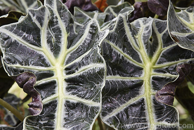 The foliage of Alocasia x amazonica 'Polly', one of several cultivars of a cross between Alocasia lowii of Borneo and the Philippine species. Alocasia sanderae. These cultivars have strikingly coloured foliage with contrasting, heavy, silvery to pale green veins and purplish undersides. The flowers are usually quite small and not especially showy. alocasia-2256htm'>Alocasia.