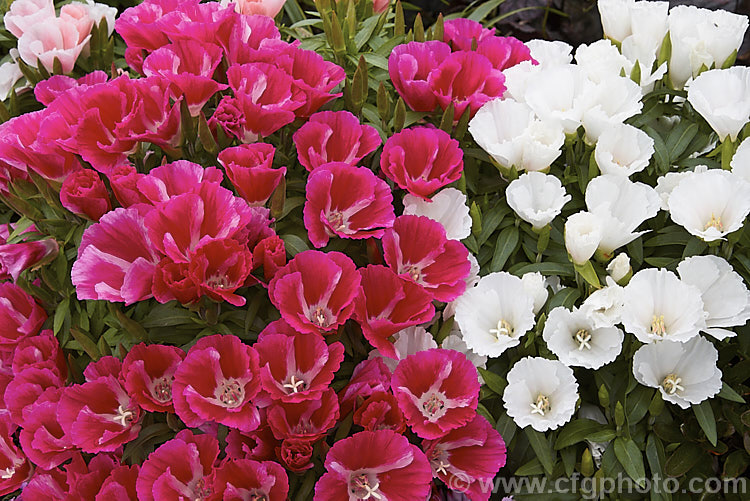 Satin Flower (<i>Clarkia amoena [syn. Godetia amoena]), an annual often used in summer borders and native to the western United States. Bedding strains come in a wide range of flower colours and are sometimes known as azalea-flowered godetias