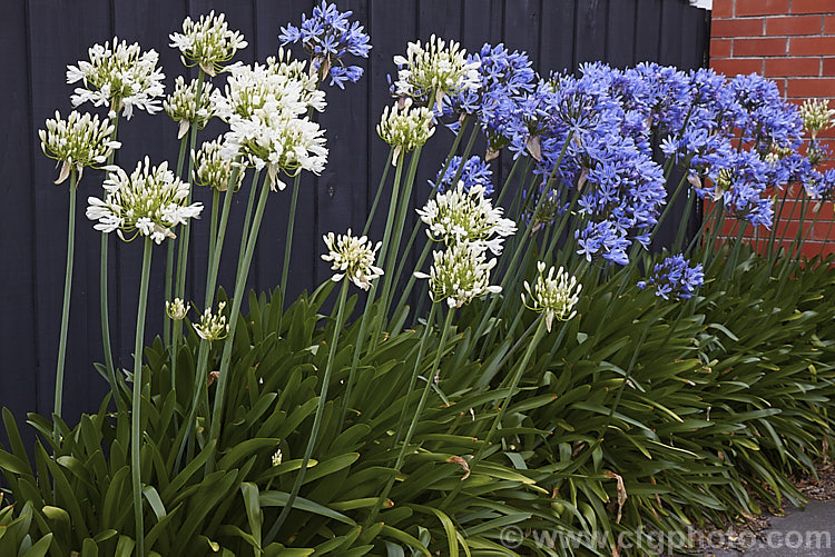 Blue- and white-flowered forms of <i>Agapanthus praecox</i>, a fleshy-rooted, summer-flowering perennial native to southern Africa. It has flower stems up to 1.2m tall and soon forms a large foliage clump. Order: Asparagales, Family: Amaryllidaceae