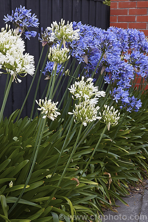 Blue- and white-flowered forms of <i>Agapanthus praecox</i>, a fleshy-rooted, summer-flowering perennial native to southern Africa. It has flower stems up to 1.2m tall and soon forms a large foliage clump. Order: Asparagales, Family: Amaryllidaceae